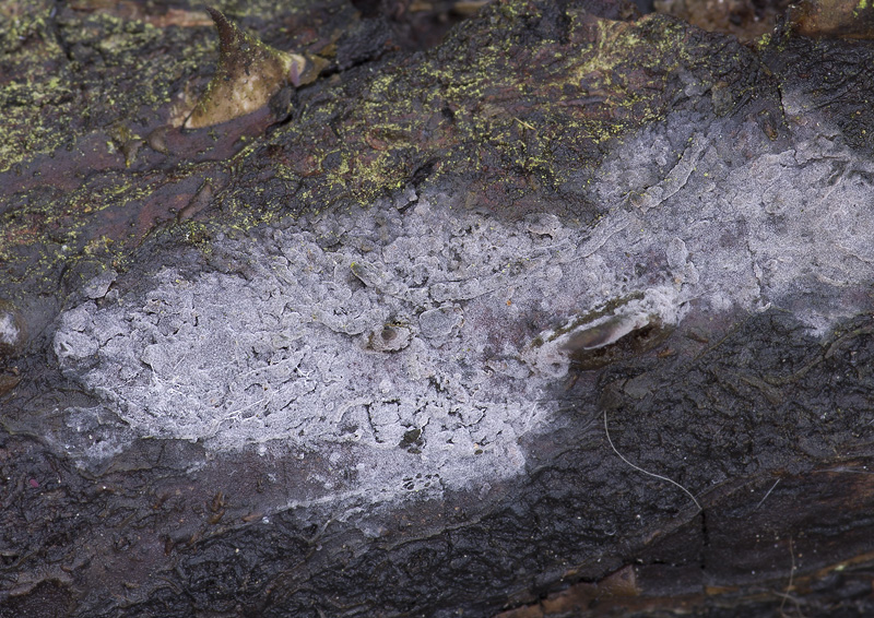 Tulasnella pallida